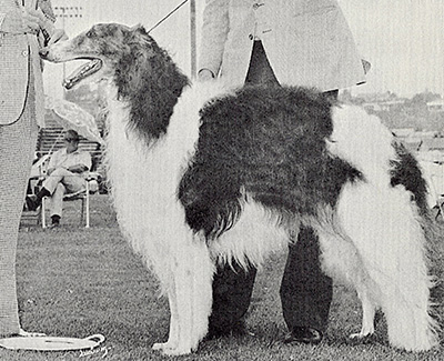 Top Conformation Borzoi 1974